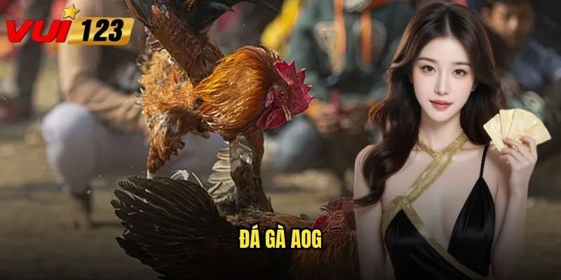 Đá gà AOG