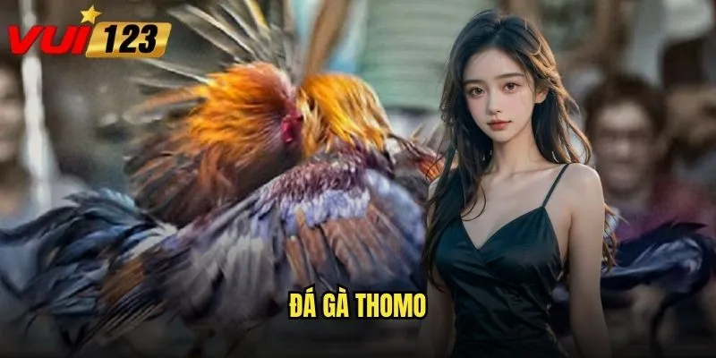 Đá gà thomo