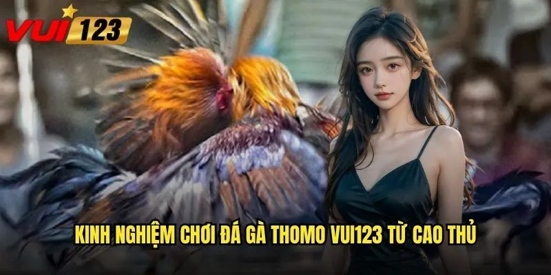 Đá gà Thomo Vui123 có gì đặc biệt so với các sàn khác? 3 Kinh nghiệm chơi đá gà thomo Vui123 từ cao thủ